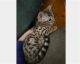 Bengal Cats for sale in San Diego, CA, USA. price: $800