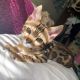 Cuddly Bengal kitty for sale