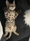 Bengal Cats for sale in Christiana, DE 19702, USA. price: NA