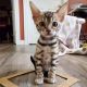 Healthy Bengal kitty for sale