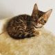 Bengal Cats for sale in Cansas Dr, Hopkinsville, KY 42240, USA. price: $700