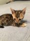 Bengal Cats for sale in Scurry-Rosser Independent School District, TX, USA. price: NA