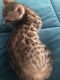 Bengal Cats for sale in Scurry-Rosser Independent School District, TX, USA. price: NA
