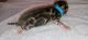 Four Bengal Kittens Born June 21st