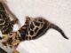Bengal Cats for sale in Las Vegas, NV, USA. price: $300