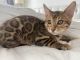 Bengal Cats for sale in CN Tower, 301 Front St W, Toronto, ON M5V 2T6, Canada. price: NA