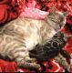 Bengal Cats for sale in York, NE 68467, USA. price: NA