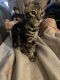Bengal Cats for sale in San Antonio, TX 78238, USA. price: NA