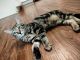 Bengal Cats for sale in Greenville, TX, USA. price: NA