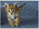 Bengal Cats for sale in Mobile, AL, USA. price: $2,500