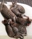 Bengal Cats for sale in New York New York Casino, Las Vegas, NV 89109, USA. price: $300