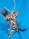 Bengal Cats for sale in Des Moines, IA, USA. price: $1,000