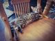 Bengal Cats for sale in Sterling, CT, USA. price: $800
