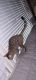Bengal Cats for sale in Decatur, AL, USA. price: $750