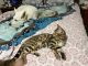 Bengal Cats for sale in Houston, TX, USA. price: NA