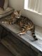 Bengal Cats for sale in Las Vegas, NV, USA. price: $2,200