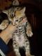 Bengal Cats for sale in PA-516, Spring Grove, PA 17362, USA. price: $1,000