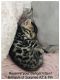 Bengal Cats for sale in Peoria, AZ, USA. price: NA