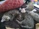 Bengal Cats for sale in Sylva, NC 28779, USA. price: NA