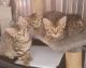 Bengal Cats for sale in ON-407, Vaughan, ON, Canada. price: NA