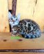 Bengal Cats for sale in Salem, UT, USA. price: NA