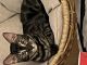 Bengal Cats for sale in WA-520, Seattle, WA, USA. price: NA