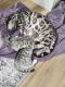 Bengal Cats for sale in Pueblo West, CO, USA. price: NA