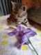 Bengal Cats for sale in Ocala, FL, USA. price: NA