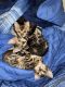Bengal Cats for sale in Winter Park, FL, USA. price: NA