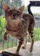 Bengal Cats for sale in Naples, FL 34114, USA. price: NA