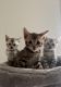 Bengal Cats for sale in San Diego, CA, USA. price: $1,600