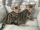 Bengal Cats for sale in 24701 Hallwood Ct, Farmington Hills, MI 48335, USA. price: $500