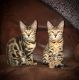 Bengal Cats for sale in Conway, PA, USA. price: $400