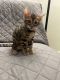 Bengal Cats for sale in Euclid Ave, San Diego, CA, USA. price: $3,000