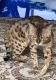 Bengal Cats for sale in Reno, NV, USA. price: $900