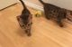 Bengal Cats for sale in NC-55, Durham, NC, USA. price: $900