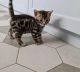 Bengal Cats for sale in NC-55, Durham, NC, USA. price: $1,100
