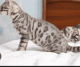 Bengal Cats for sale in Altoona, PA, USA. price: $2,500