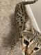 Bengal Cats for sale in North Houston, Houston, TX, USA. price: NA