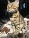 Bengal Cats for sale in Carlisle, PA 17013, USA. price: $1,200