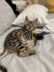 Bengal Cats for sale in Las Vegas, NV, USA. price: $1,250