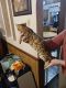 Bengal Cats for sale in Arcadia, IN 46030, USA. price: $800