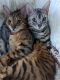Bengal Cats for sale in Chapel Hill, NC 27517, USA. price: $3,600