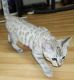 Bengal Cats for sale in West York, PA 17404, USA. price: $2,000