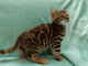 Bengal Cats for sale in San Diego, CA, USA. price: $800