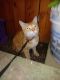 Bengal Cats for sale in 835 Green St, Reading, PA 19601, USA. price: $300