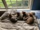 Bengal Cats for sale in Louisville, KY, USA. price: $50,000