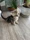 Bengal Cats for sale in Verona, PA 15147, USA. price: $1,500