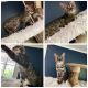 Bengal Cats for sale in Loysville, PA, USA. price: NA