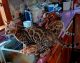 Bengal Cats for sale in Arcadia, IN 46030, USA. price: $500